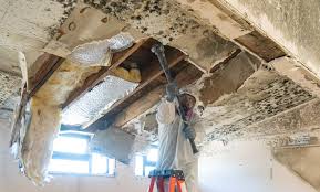 Trusted Colchester, IL Mold Remediation Experts